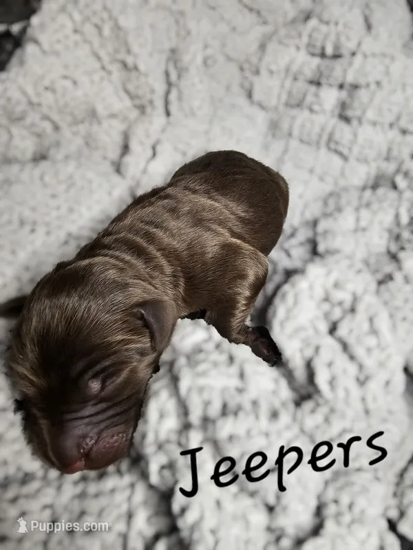 Jeepers – Labradoodle puppy for sale in Kannapolis, NC