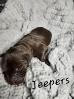 Jeepers, a male Labradoodle for sale in Kannapolis, NC – 1 of 2