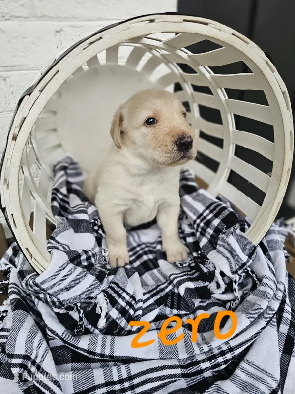 Zero – Labradoodle puppy for sale in Kannapolis, NC