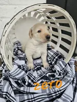Zero, a male Labradoodle for sale in Kannapolis, NC – 3 of 6