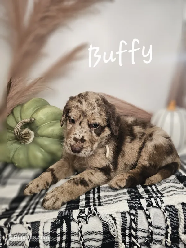 Buffy – Labradoodle puppy for sale in Kannapolis, NC