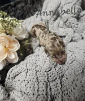 Anabelle, a female Labradoodle for sale in Kannapolis, NC – 1 of 2