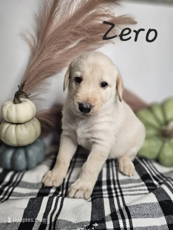 Zero – Labradoodle puppy for sale in Kannapolis, NC