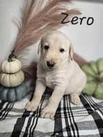 Zero, a male Labradoodle for sale in Kannapolis, NC – 2 of 6