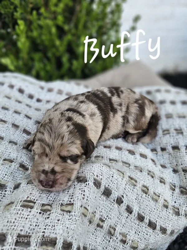 Buffy – Labradoodle puppy for sale in Kannapolis, NC