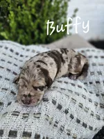 Buffy, a female Labradoodle for sale in Kannapolis, NC – 4 of 6