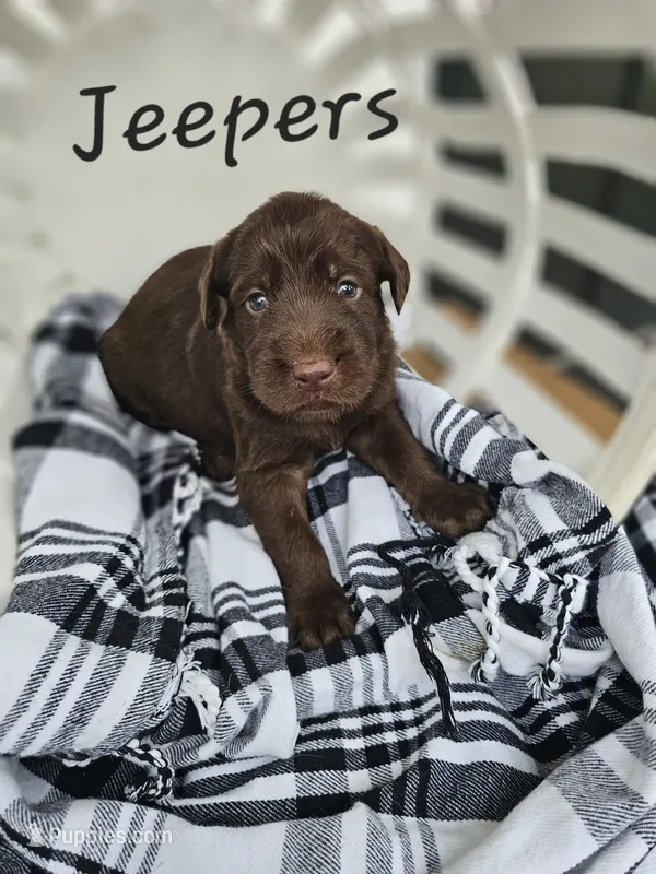 Jeepers – Labradoodle puppy for sale in Kannapolis, NC