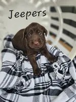 Jeepers, a male Labradoodle for sale in Kannapolis, NC – 3 of 5