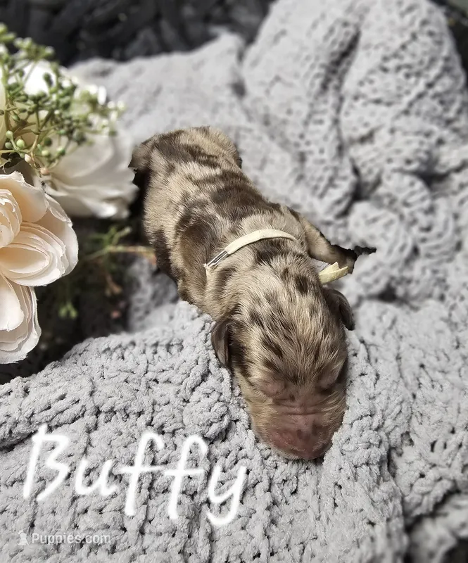 Buffy – Labradoodle puppy for sale in Kannapolis, NC