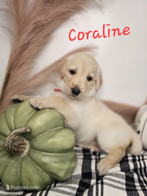 Coraline – Labradoodle puppy for sale in Kannapolis, NC