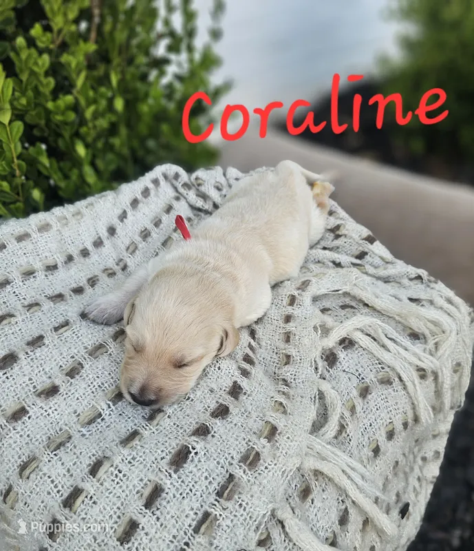 Coraline – Labradoodle puppy for sale in Kannapolis, NC