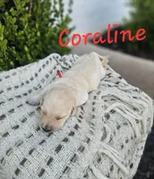 Coraline, a female Labradoodle for sale in Kannapolis, NC – 4 of 6