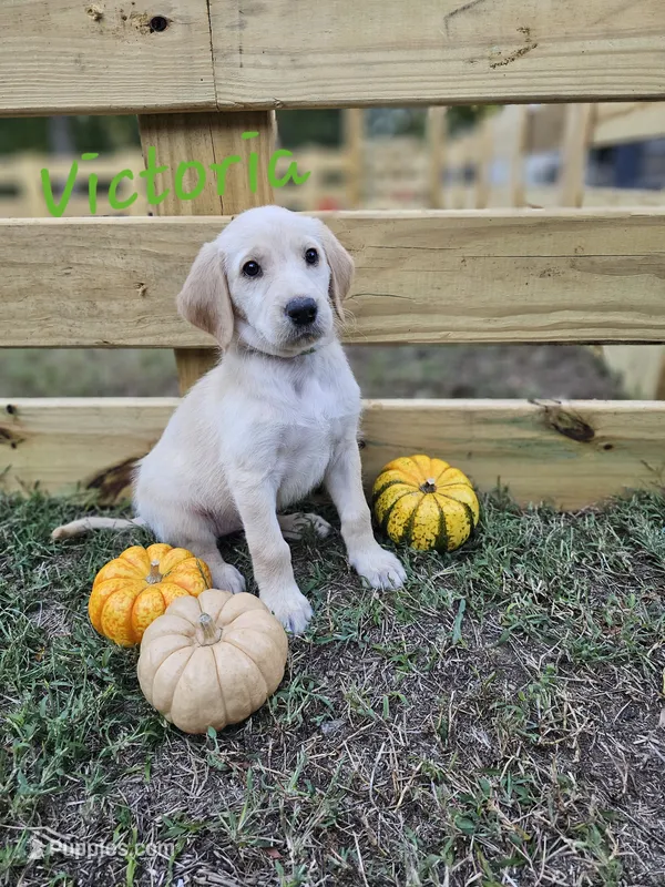 Victoria  – Labradoodle puppy for sale in Kannapolis, NC