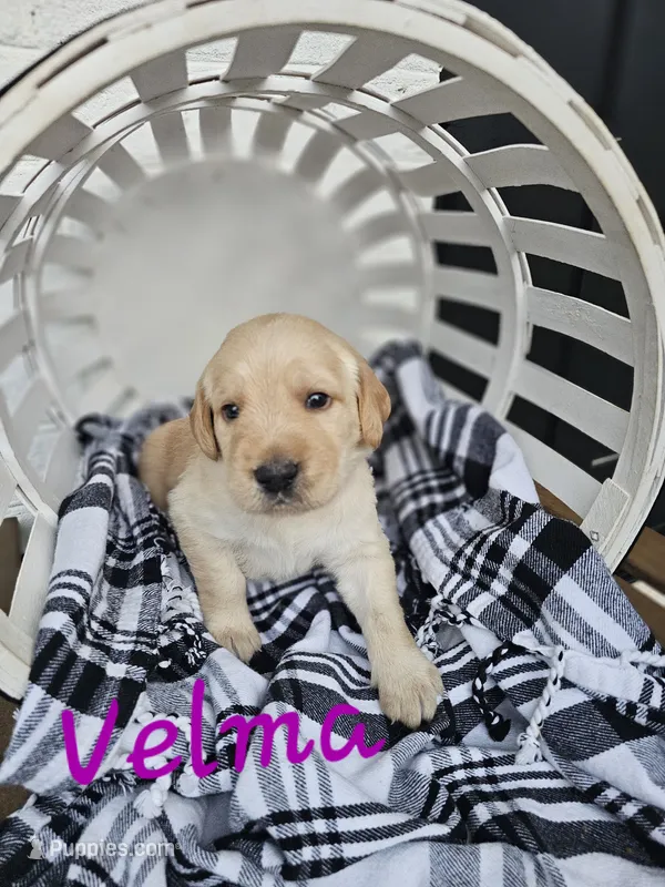 Velma – Labradoodle puppy for sale in Kannapolis, NC