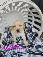 Velma, a female Labradoodle for sale in Kannapolis, NC – 3 of 6