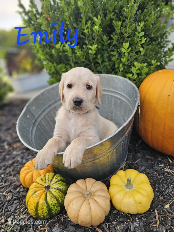 Emily – Labradoodle puppy for sale in Kannapolis, NC