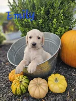Emily, a female Labradoodle for sale in Kannapolis, NC – 1 of 6