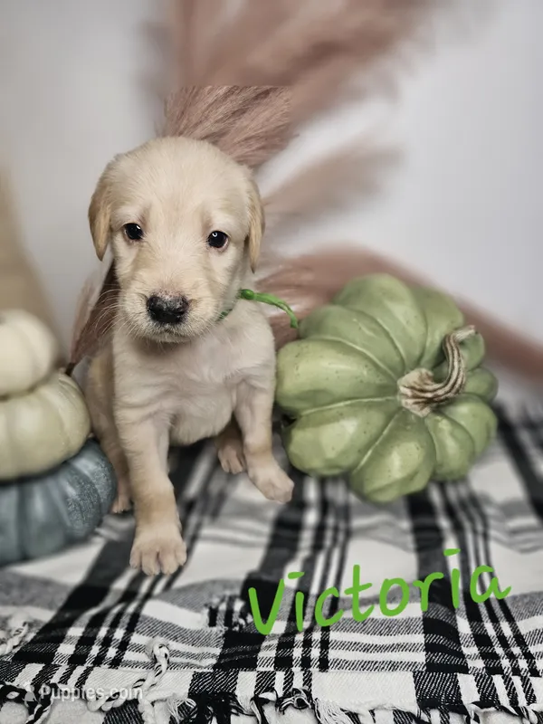 Victoria  – Labradoodle puppy for sale in Kannapolis, NC