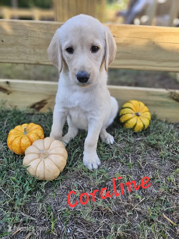 Coraline – Labradoodle puppy for sale in Kannapolis, NC