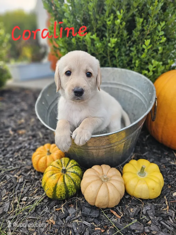 Coraline – Labradoodle puppy for sale in Kannapolis, NC