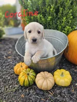 Coraline, a female Labradoodle for sale in Kannapolis, NC – 1 of 6