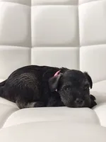 Athena, a female Miniature Schnauzer for sale in Jacksonville, FL – 2 of 6