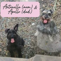 Atlas, a male Miniature Schnauzer for sale in Jacksonville, FL – 7 of 7