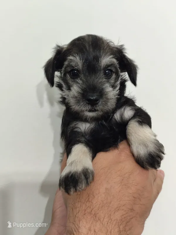 Amara – Miniature Schnauzer puppy for sale in Jacksonville, FL