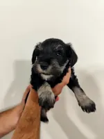 Astrid, a female Miniature Schnauzer for sale in Jacksonville, FL – 2 of 8