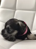 Amara, a female Miniature Schnauzer for sale in Jacksonville, FL – 6 of 9