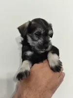 Amara, a female Miniature Schnauzer for sale in Jacksonville, FL – 4 of 9
