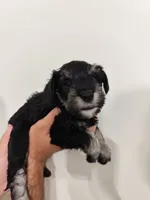 Astrid, a female Miniature Schnauzer for sale in Jacksonville, FL – 5 of 8