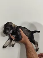 Amara, a female Miniature Schnauzer for sale in Jacksonville, FL – 2 of 9