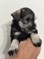 Amara, a female Miniature Schnauzer for sale in Jacksonville, FL – 5 of 9