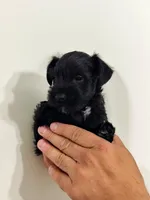Atlas, a male Miniature Schnauzer for sale in Jacksonville, FL – 3 of 7