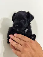 Atlas, a male Miniature Schnauzer for sale in Jacksonville, FL – 4 of 7