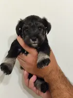 Athena, a female Miniature Schnauzer for sale in Jacksonville, FL – 3 of 6