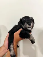 Astrid, a female Miniature Schnauzer for sale in Jacksonville, FL – 4 of 8