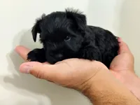 Aries, a male Miniature Schnauzer for sale in Jacksonville, FL – 4 of 7