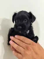 Atlas, a male Miniature Schnauzer for sale in Jacksonville, FL – 2 of 7