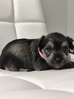 Amara, a female Miniature Schnauzer for sale in Jacksonville, FL – 3 of 9