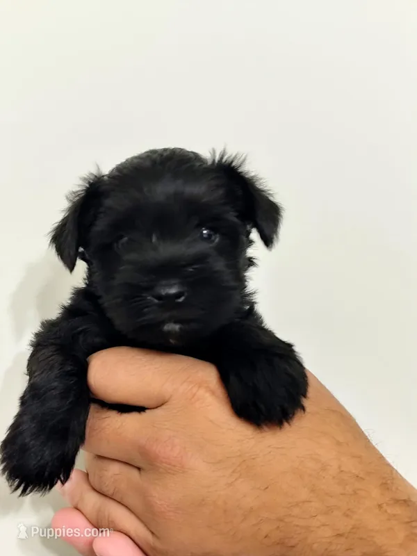 Aries – Miniature Schnauzer puppy for sale in Jacksonville, FL