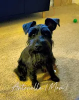 Athena, a female Miniature Schnauzer for sale in Jacksonville, FL – 5 of 6