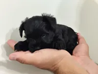 Aries, a male Miniature Schnauzer for sale in Jacksonville, FL – 2 of 7