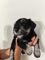 Astrid, a female Miniature Schnauzer for sale in Jacksonville, FL – 3 of 8