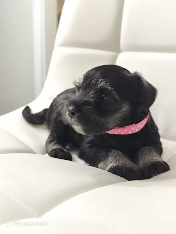 Athena – Miniature Schnauzer puppy on hold in Jacksonville, FL