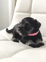 Athena, a female Miniature Schnauzer for sale in Jacksonville, FL – 1 of 6