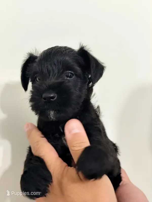 Atlas – Miniature Schnauzer puppy for sale in Jacksonville, FL