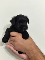Aries, a male Miniature Schnauzer for sale in Jacksonville, FL – 3 of 7