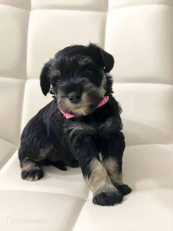 Astrid – Miniature Schnauzer puppy on hold in Jacksonville, FL